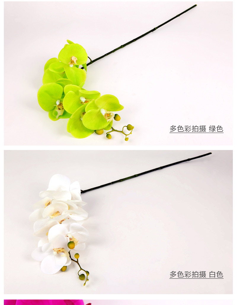 9 Phalaenopsis Phalaenopsis with 9 Phalaenopsis Phalaenopsis4