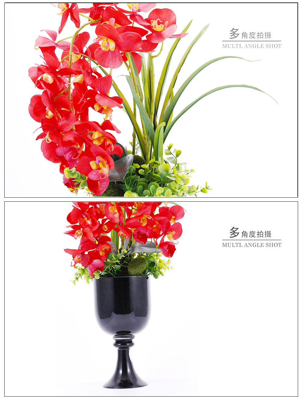 Fire red Phalaenopsis XL-1010-0023