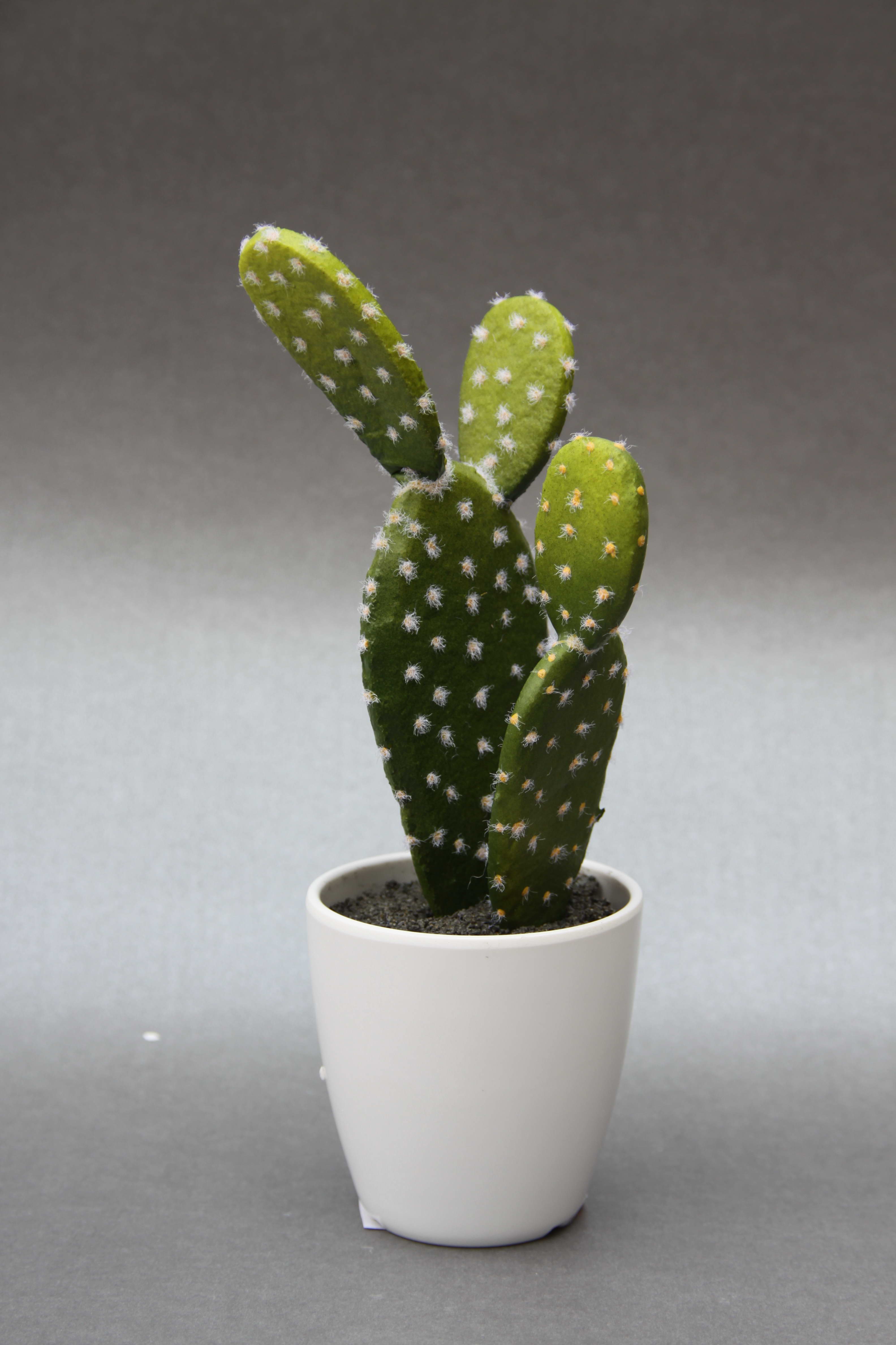 The new high Xiantao desert cactus plants.2