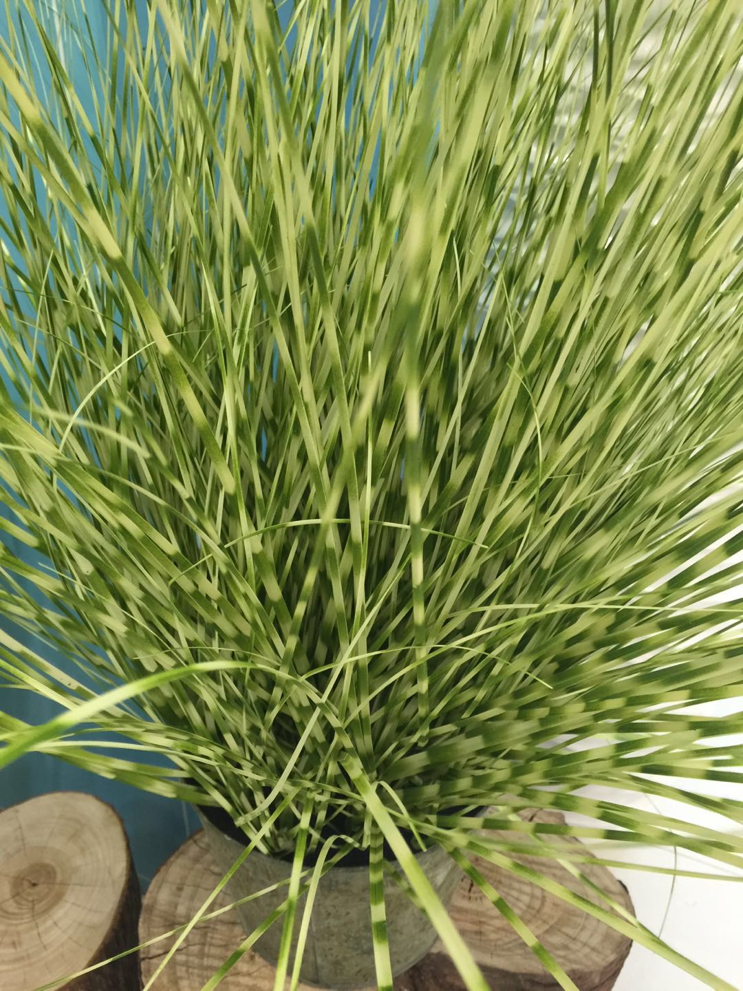 Simple field zebra grass iron basin simulation plant simulation plant home decoration2