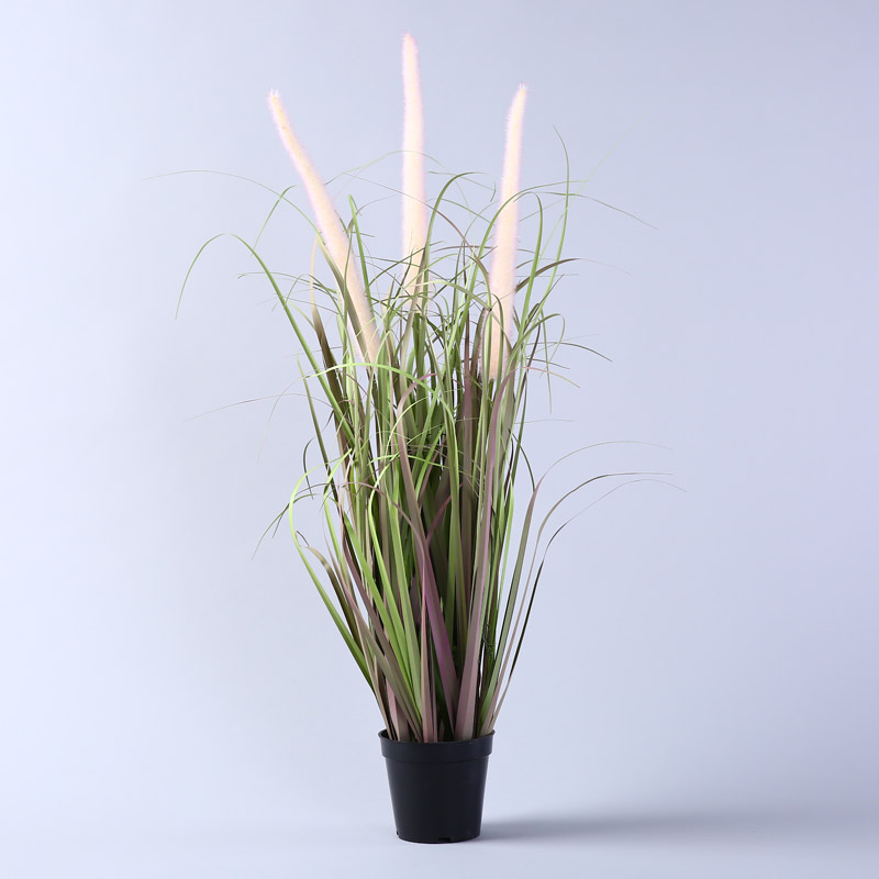 The reed plants potted aquatic plant simulation fine Amakusa potted grass1