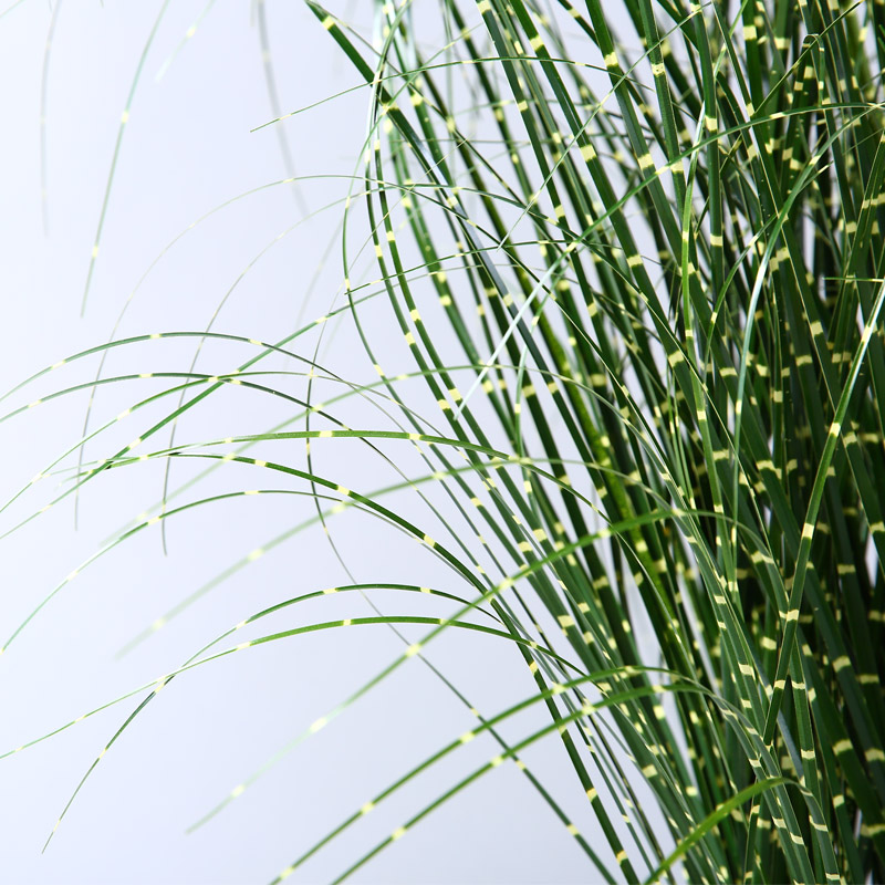 Dry reed grain props simulation simulation of aquatic plant decorative pot reed green bristlegrass3