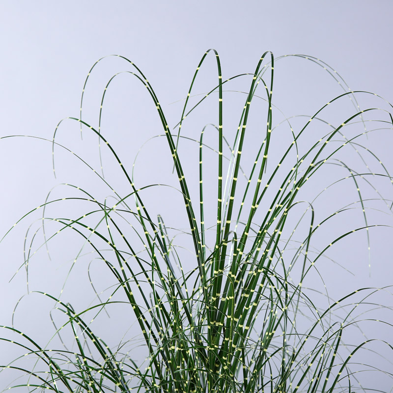 Dry reed grain props simulation simulation of aquatic plant decorative pot reed green bristlegrass2