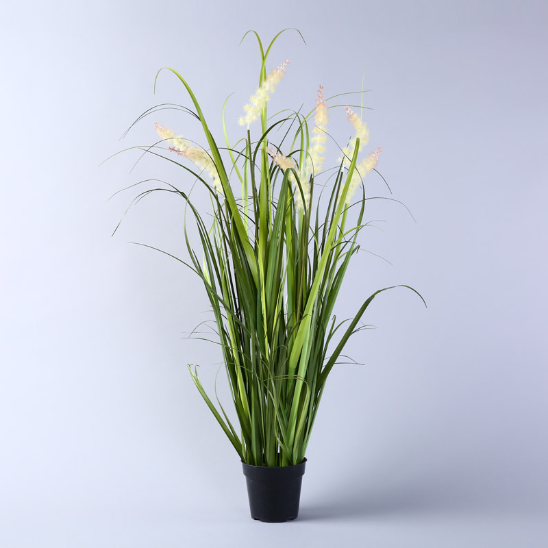 The reed plants potted aquatic plant simulation Amakusa pot JLW10 sunny grass1