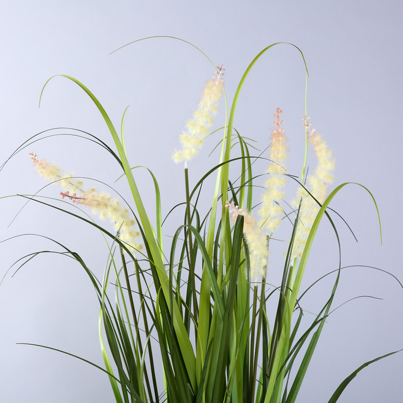 The reed plants potted aquatic plant simulation Amakusa pot JLW10 sunny grass3