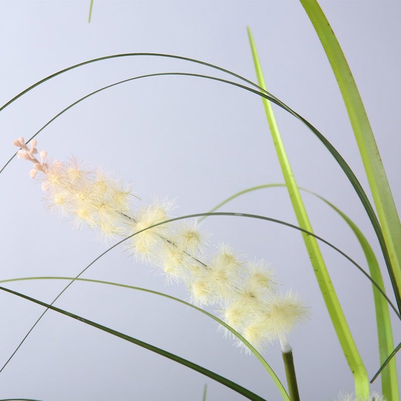 The reed plants potted aquatic plant simulation Amakusa pot JLW10 sunny grass5